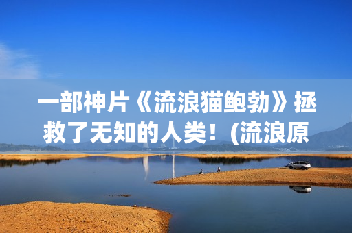 一部神片《流浪猫鲍勃》拯救了无知的人类！(流浪原版)
