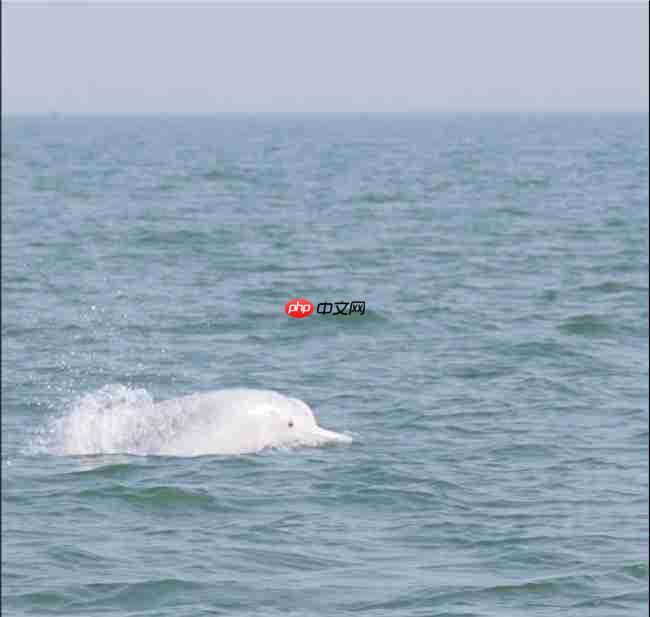 从参与到守护：镜头定格粉红色海豚，从全民寻“豚”到全民护“豚”