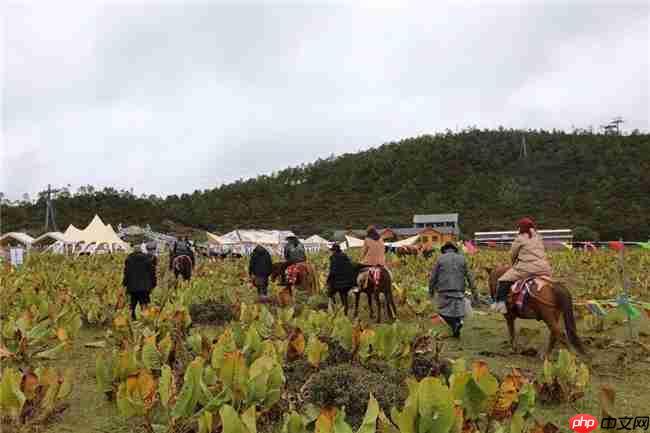 186.66万人次，18.37亿元！双节期间迪庆人气爆棚