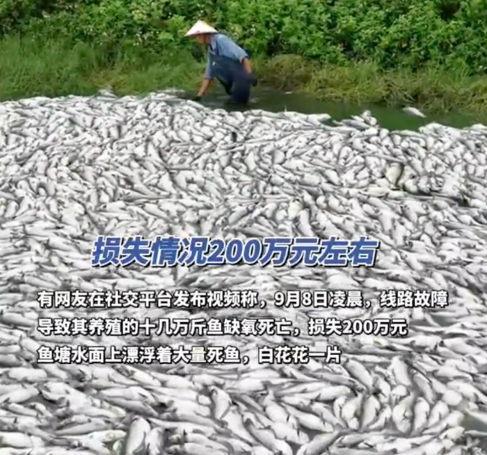广西一水产公司大量鱼类死亡：十几万斤鱼死亡白花花铺满鱼塘