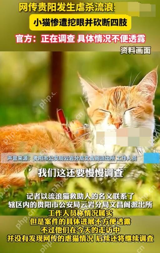 贵州文昌阁多只小猫被挖眼砍断四肢是怎么回事?详情介绍 - php中文网