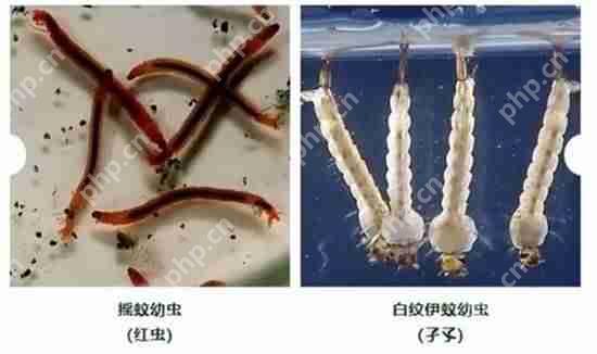 打开了生态盲盒！上海发现了神秘生物！中国从未记录